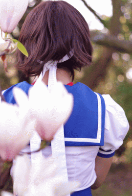 Anchirisu-Sakura